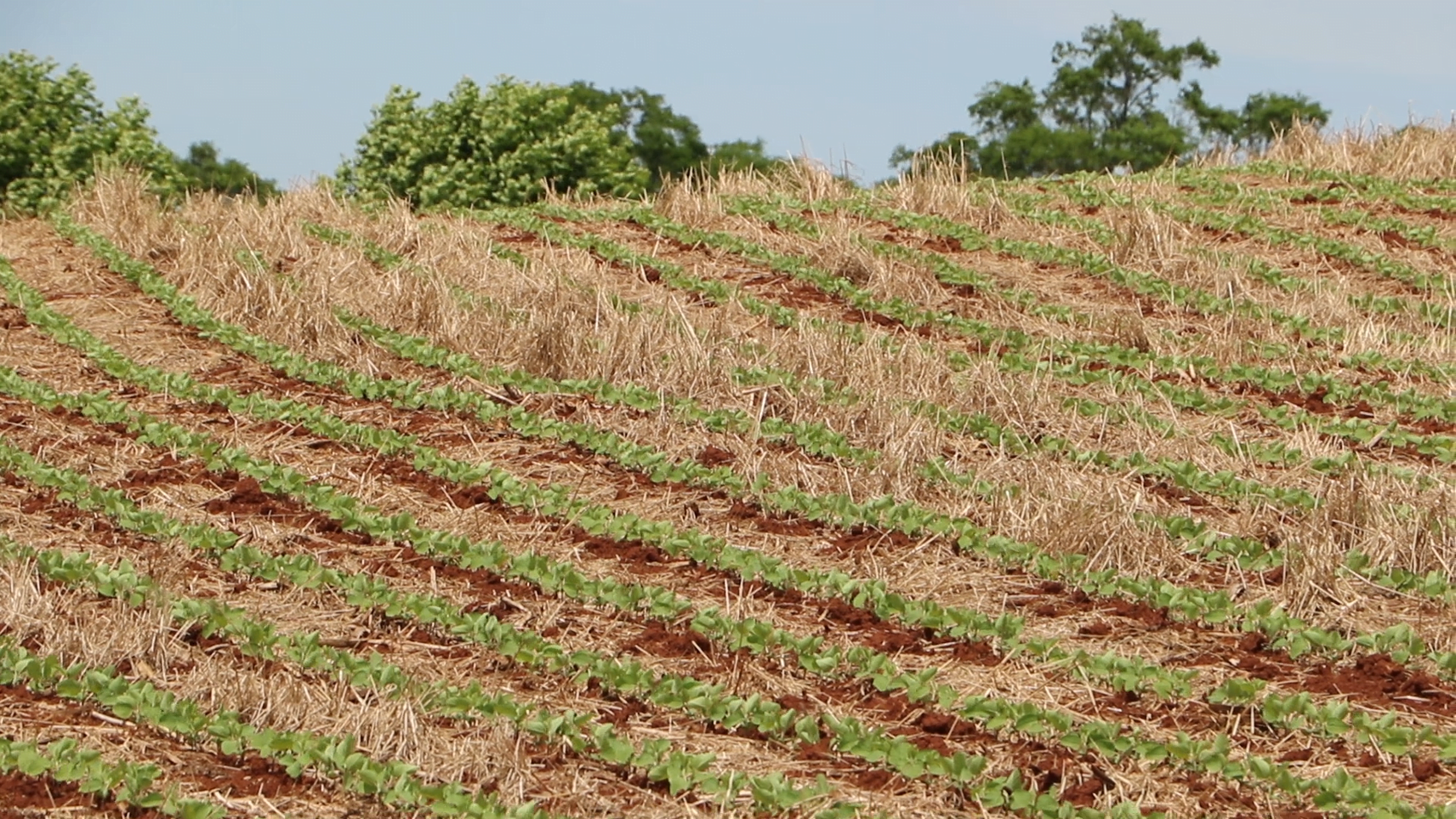 Soja: clima melhora e favorece o avanço da semeadura no país