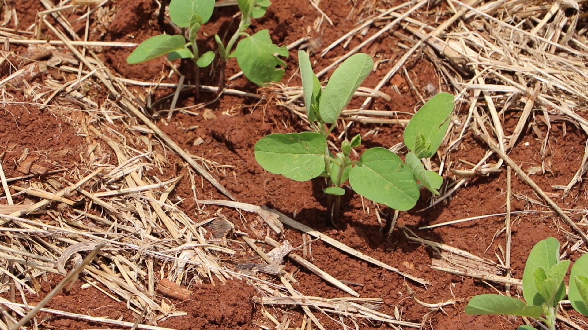 Mato Grosso atinge mais de 83% das áreas semeadas com soja