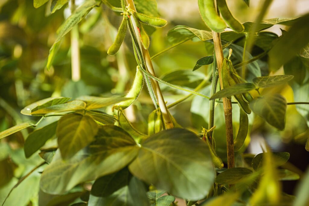Foto de planta de soja.