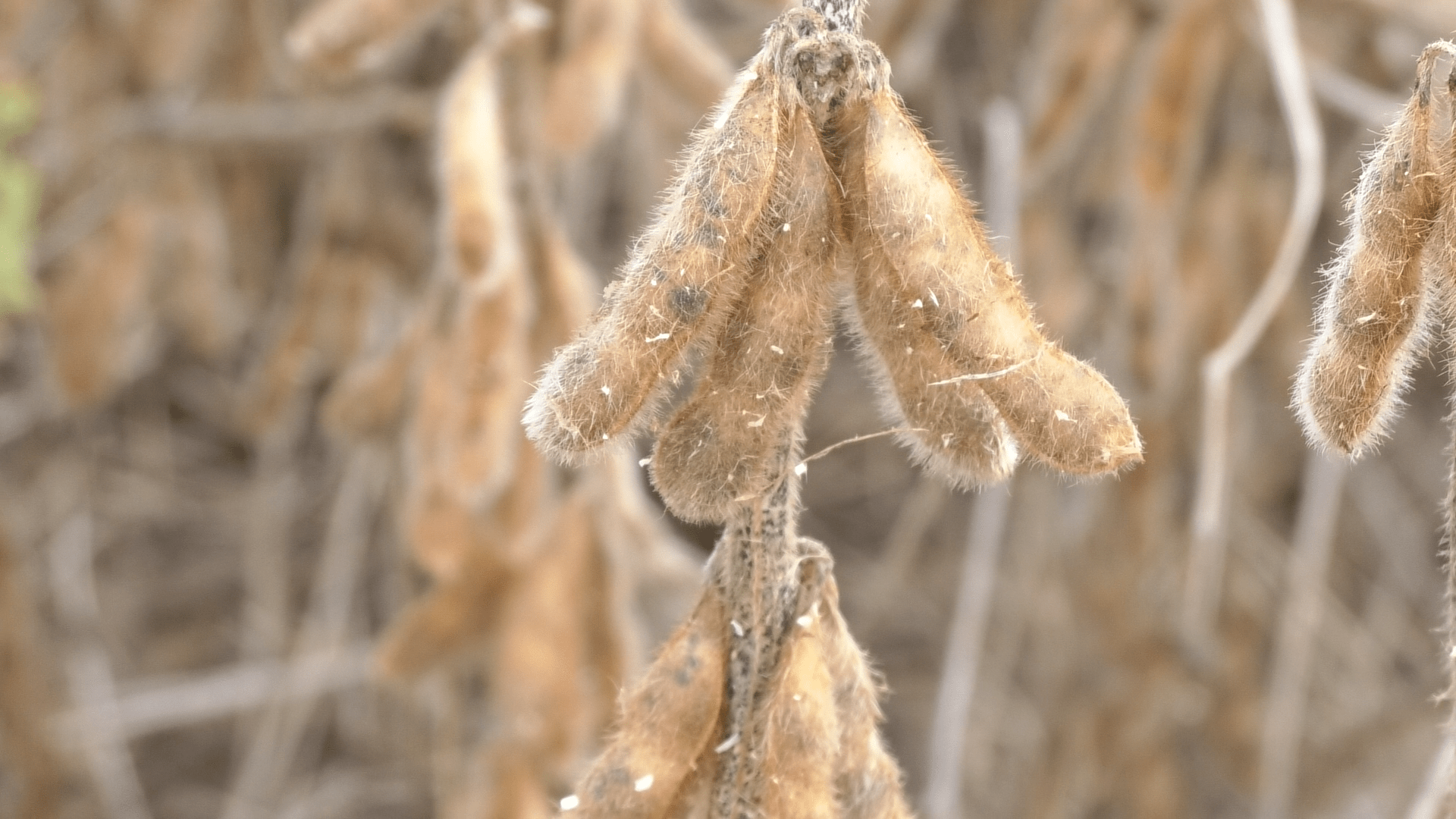 A foto mostra uma planta de soja