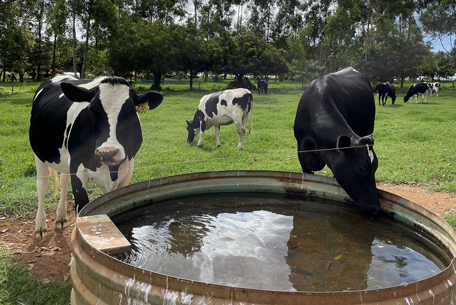 A foto mostra três vacas e um tanque com água potável