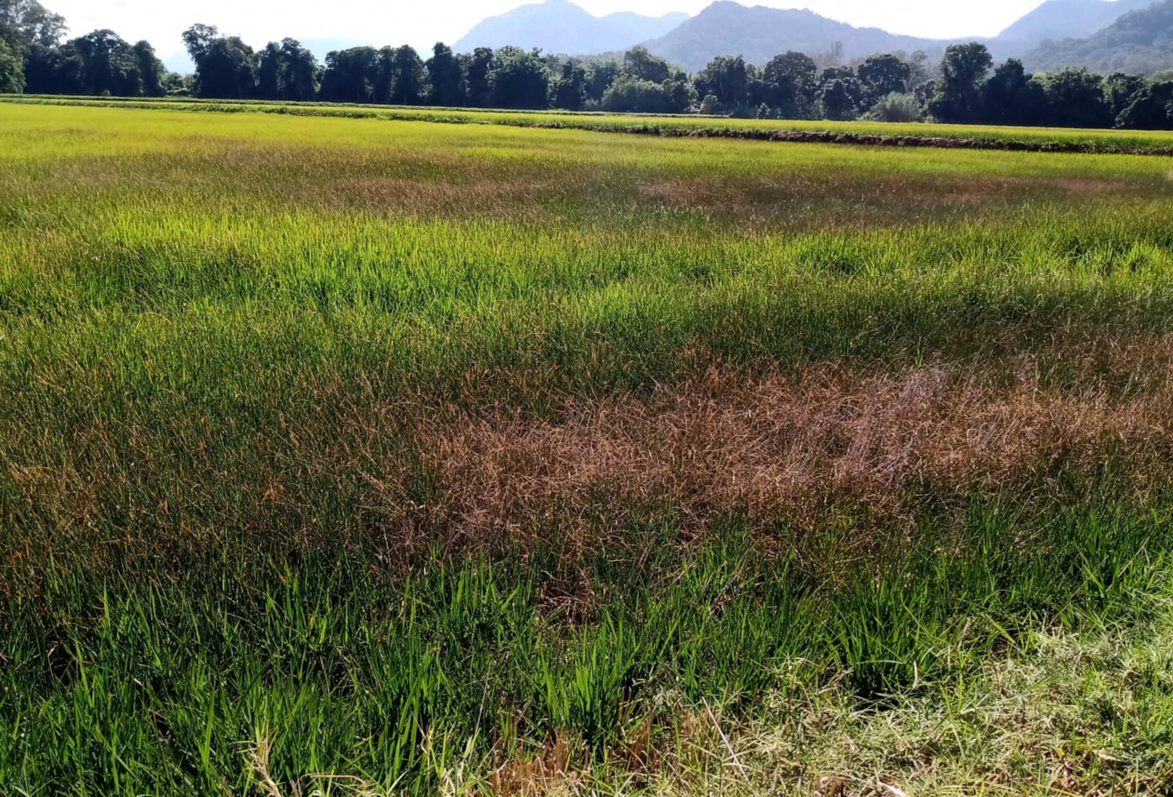 Foto de plantações de arroz.