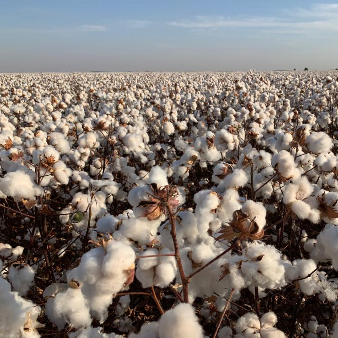 A foto mostra uma lavoura de algodão