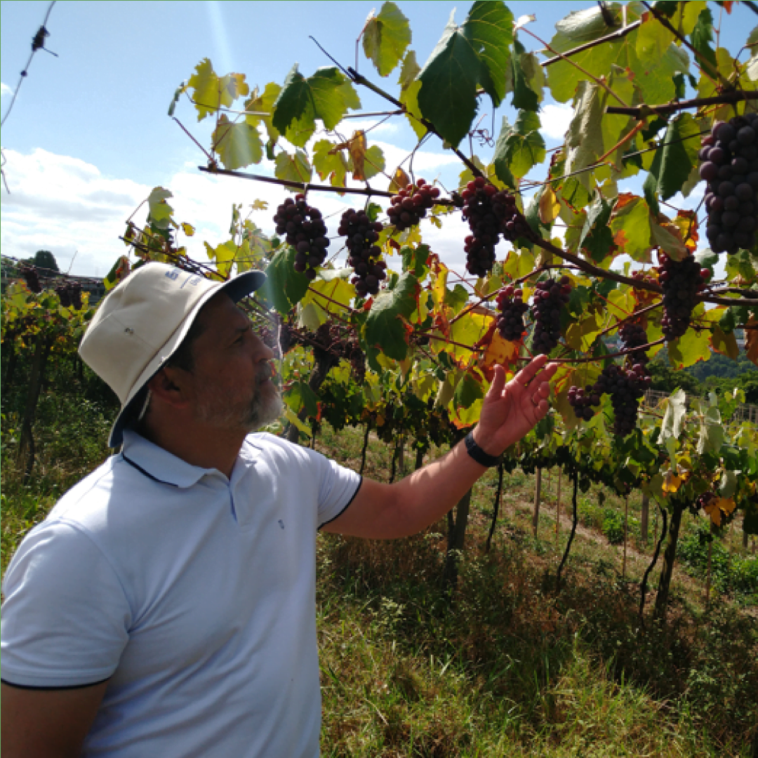 A foto mostra o Pesquisador Henrique Pessoa, que está com uma camisa branca e um chapéu de pano branco, segurando um cacho de uva na mão. Ao fundo da foto se vê uma parreira carregada com uvas