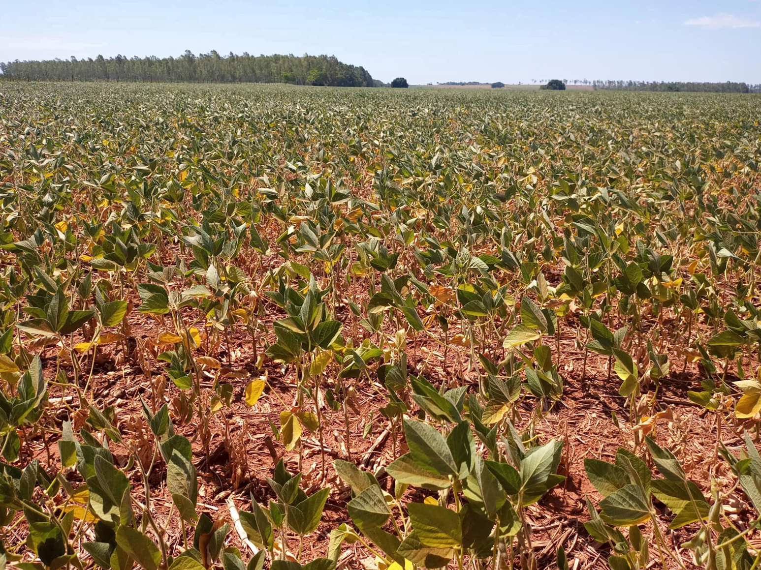 Foto de lavoura de soja afetada pela estiagem.