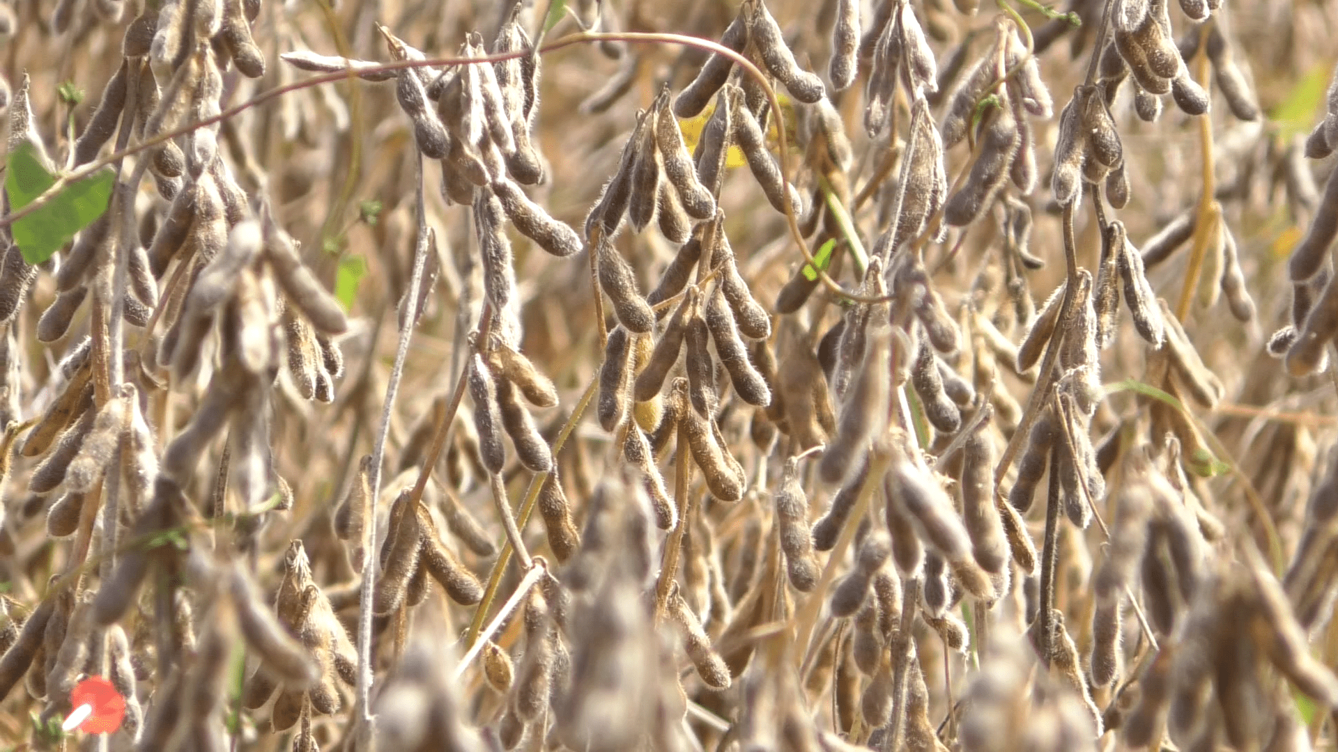 Na foto aparece algumas plantas de soja