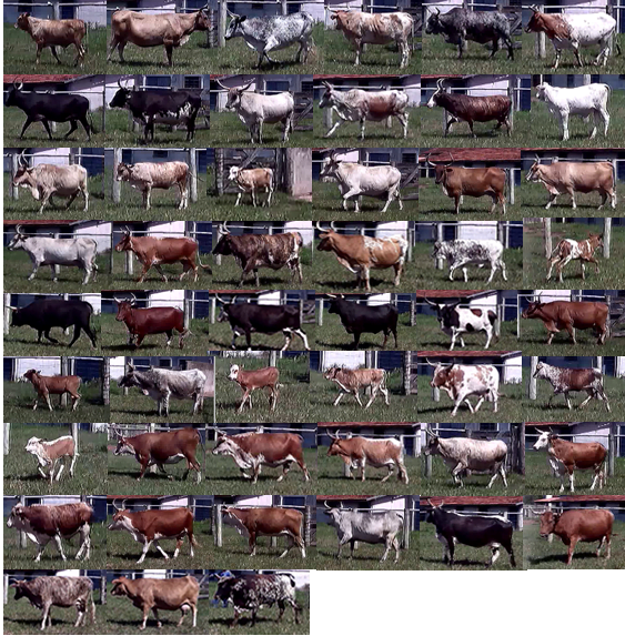 A imagem mostra diversas fotos de bovinos