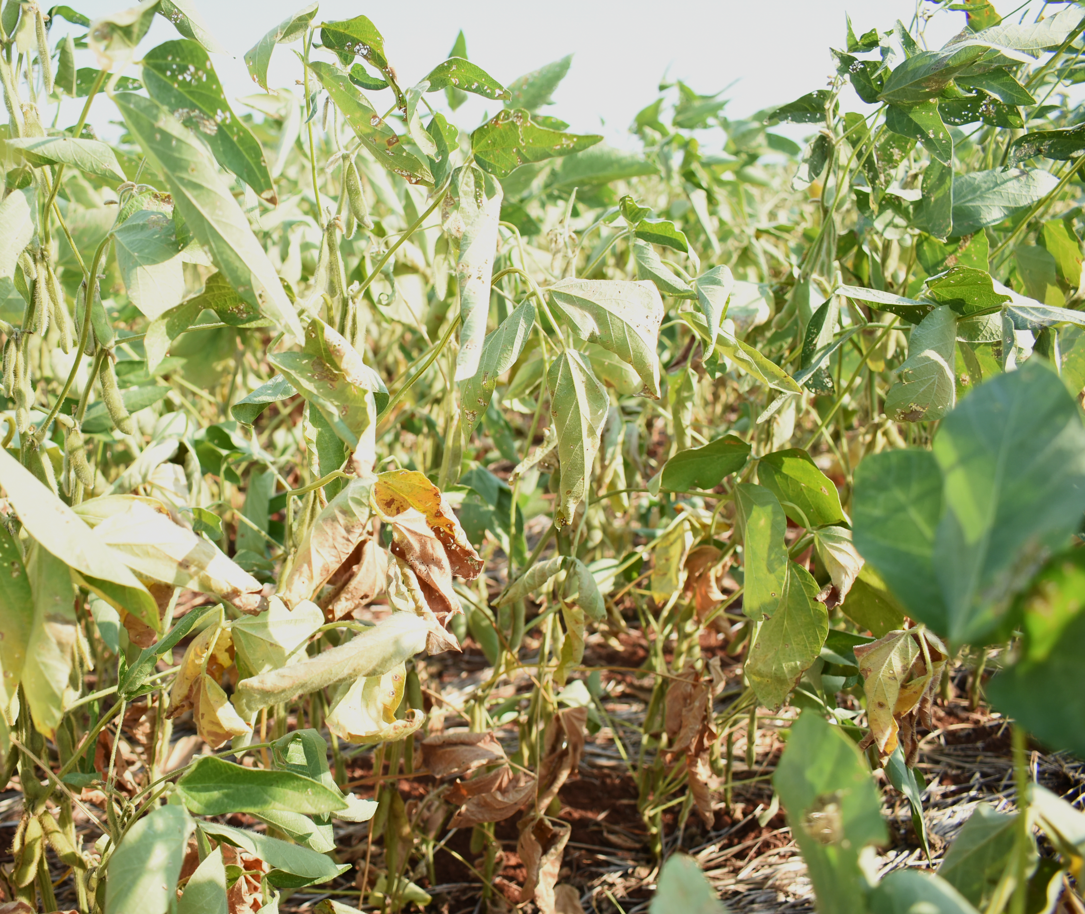 Foto de plantas de soja com folhas secas.