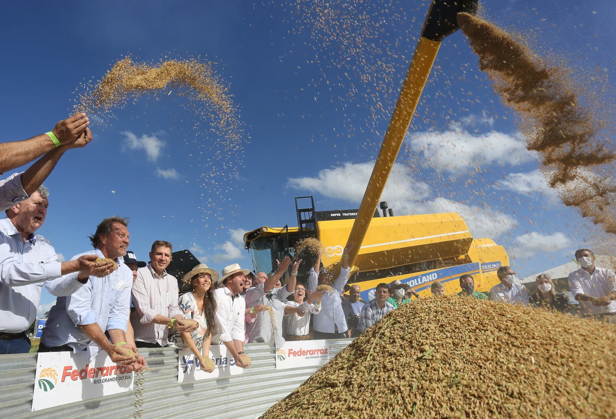 A foto mostra pessoas e grãos de arroz