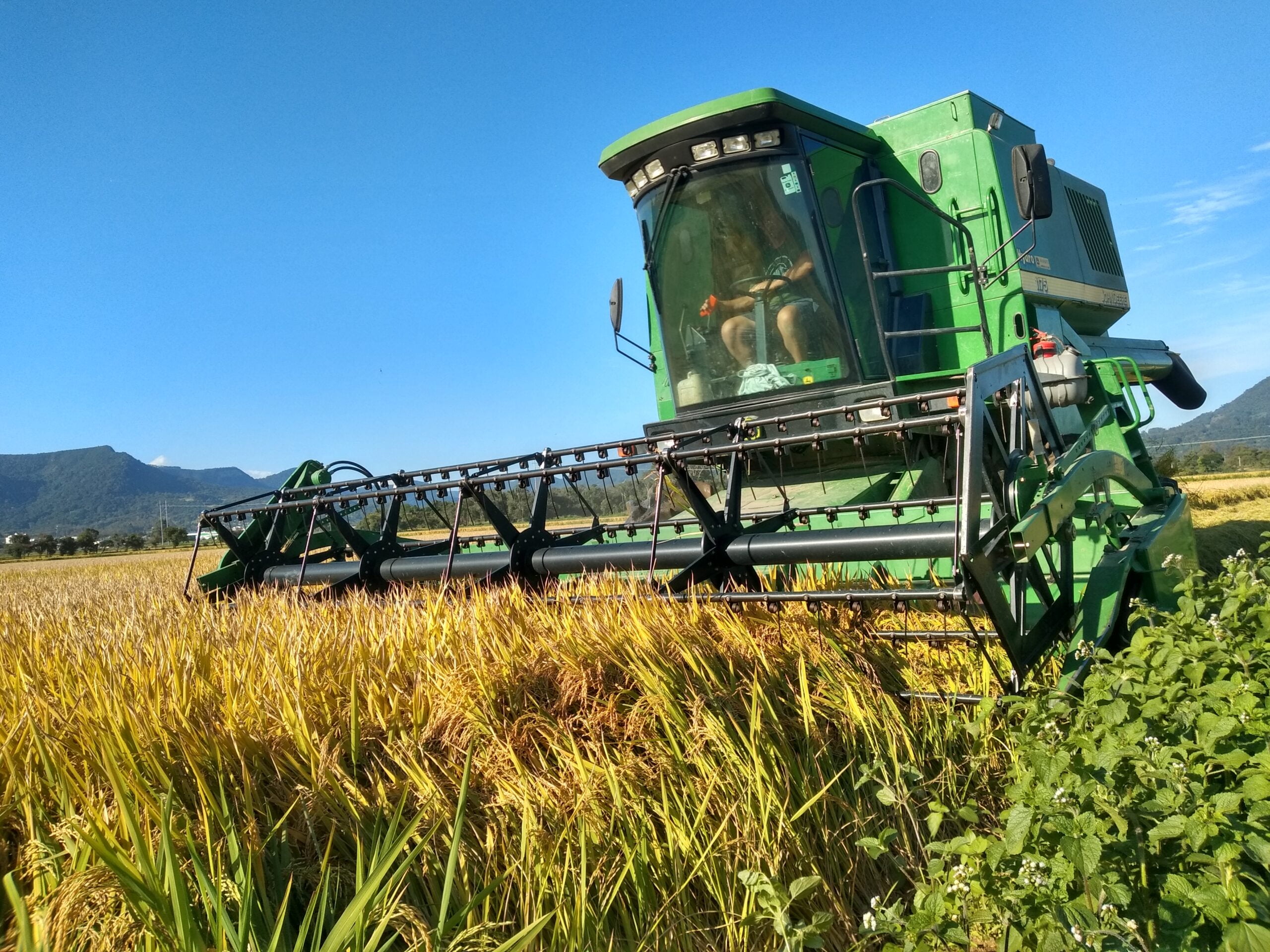 Chuvas intensas prejudicam safra do arroz. 19 Arroz Agudo Marco abril 2021 Larissa Schafer 130 scaled 1