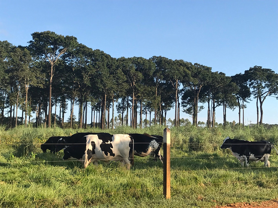 A foto mostra algumas vacas no campo