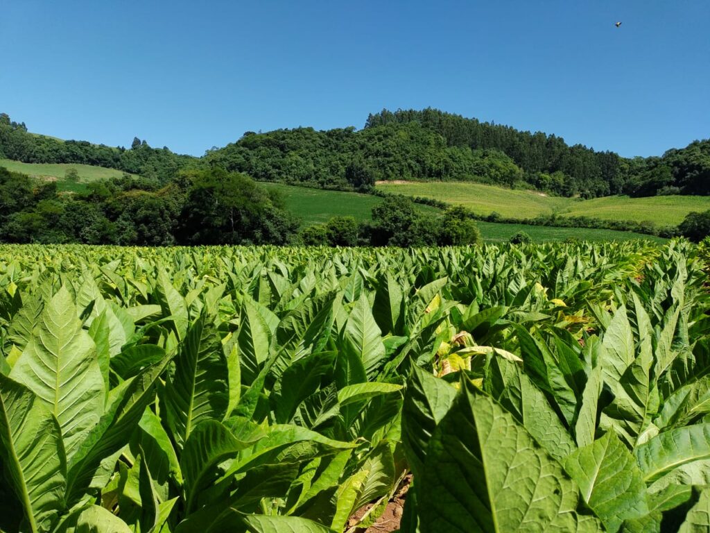 Foto de plantação de tabaco.