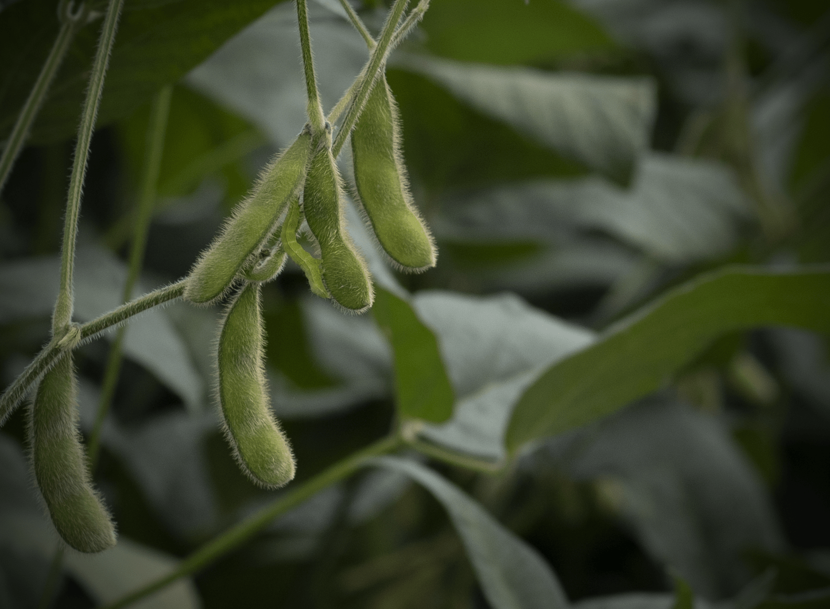 Foto de planta de soja com uma lagarta verde no meio da planta.