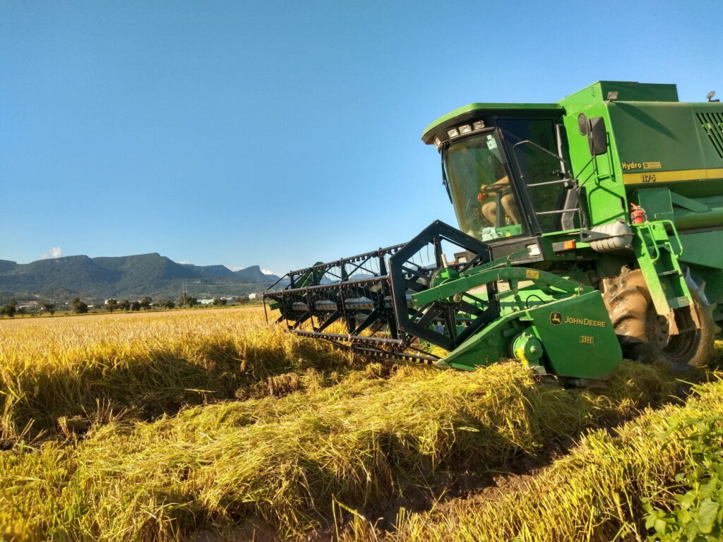 A foto mostra uma lavoura de arroz sendo colhida