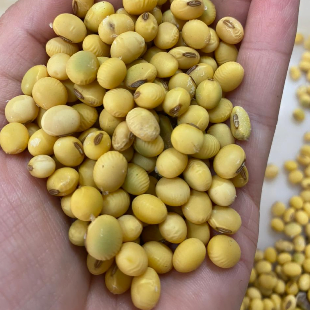 Na produção de sementes, outro ponto de atenção é o grão verde, que pode representar menor vigor e poder germinativo.
Foto: Larissa Bones/Copercampos
