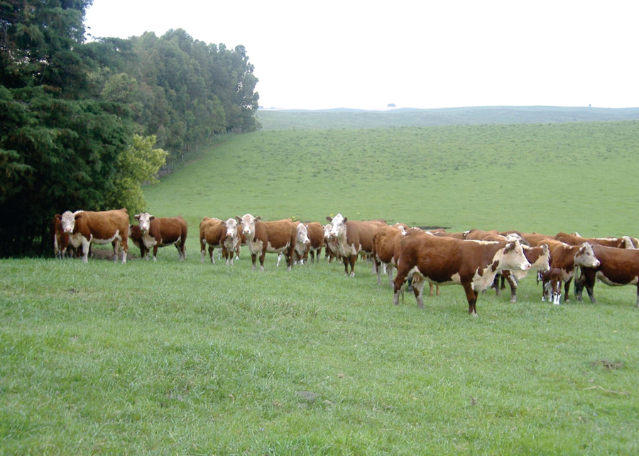 A pecuária no pampa utiliza os recursos naturais de forma sustentável, contribuindo para a manutenção do ecossistema. |  Foto: Danilo Sant'Anna.
