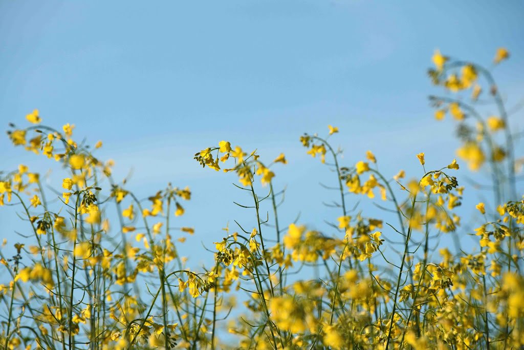 Foto de plantas de canola.