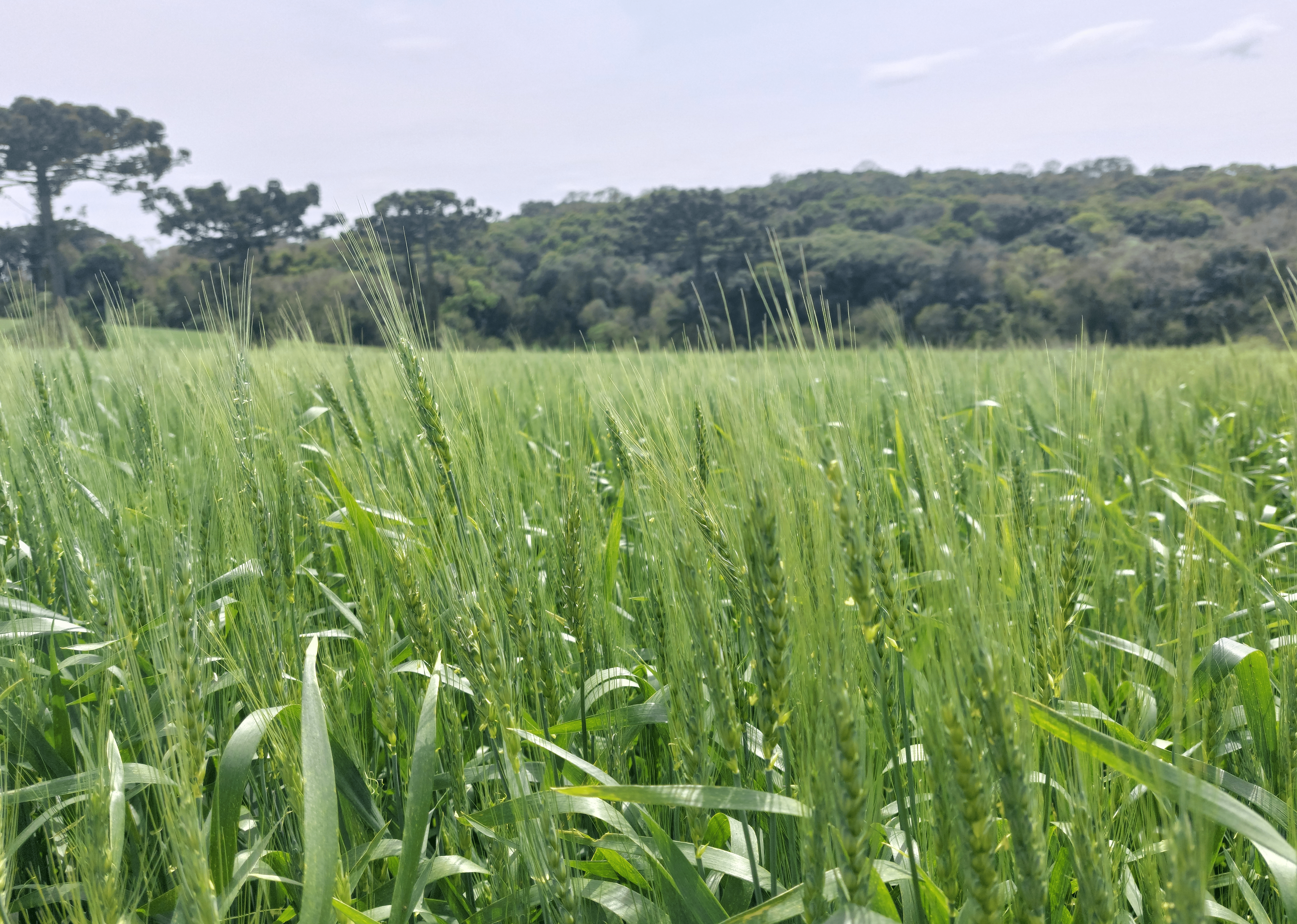 Foto de lavoura de trigo com plantas ainda verdes.
