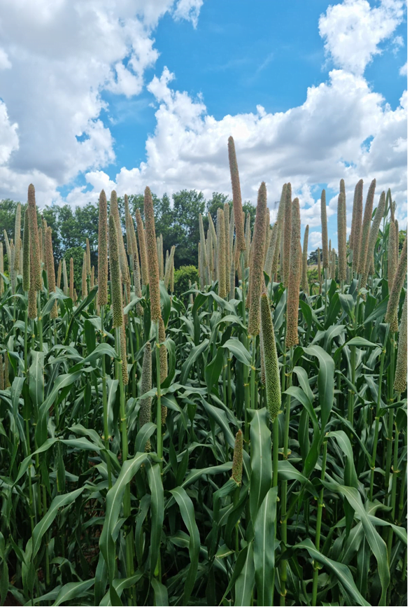 Milheto exige menos água e pode ser plantado até 10 de março com produtividade de 40 a 50 sacas por hectare | Foto: Envato 