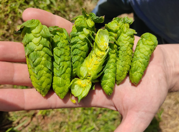 A produção do fruto teve um crescimento de 160% no Brasil | Foto: Envato 