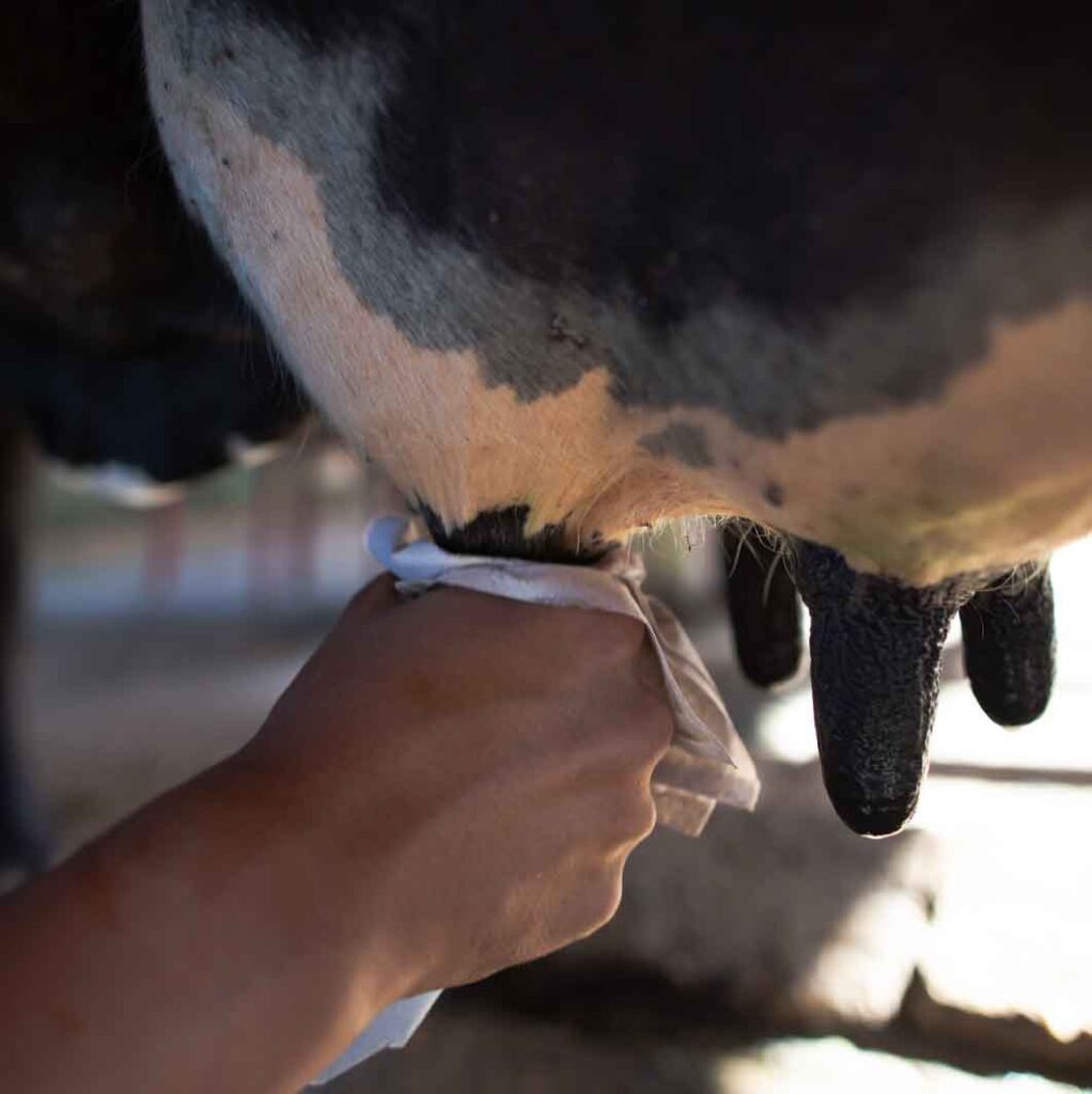 Imagem mostra uma mão limpando úbere de vaca antes da ordenha