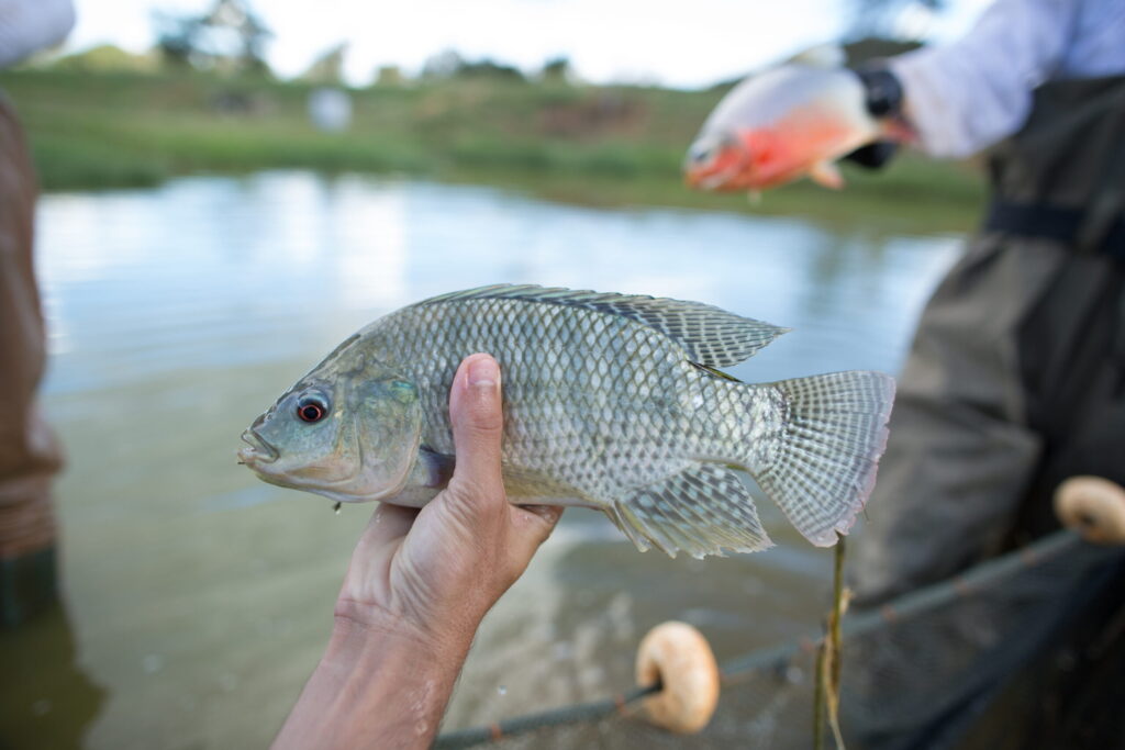 Imagem mostra mão masculina segurando um peixe em um açude