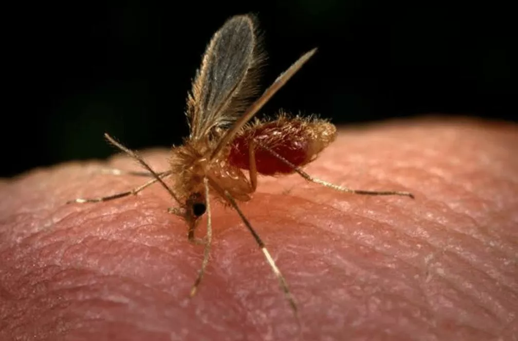 Mosquito-palha é o transmissor da leishmaniose | Foto: Divulgação G1/Prefeitura  de Rondônia