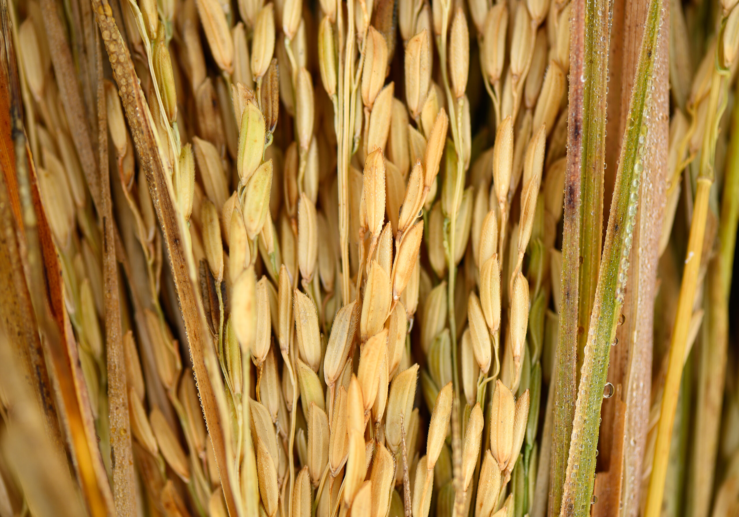 paddy seeds rice 2021 09 03 19 08 09 utc scaled 1