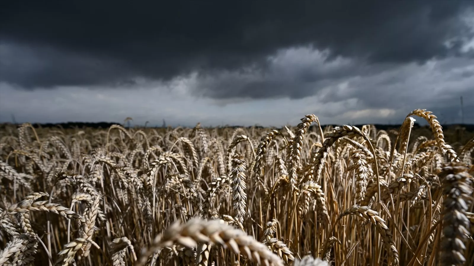 El Niño afeta a produção de grãos em todos os continentes com excesso de chuva em algumas áreas e seca em outras. Fenômeno ainda ganha força e segue nos próximos meses. | ARNE DEDERT/DPA PICTURE ALLIANCE/AFP/METSUL METEOROLOGIA
