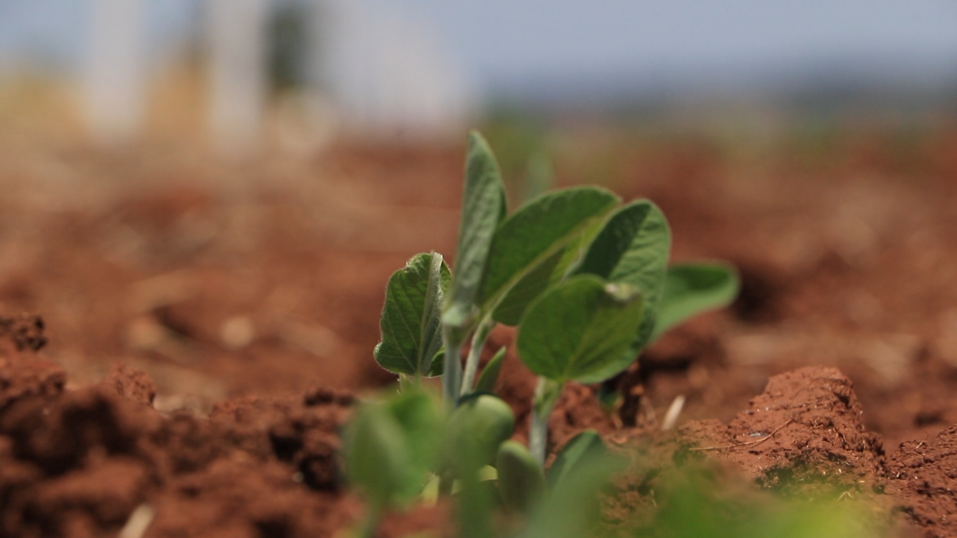 Região de Erechim encerra o plantio de soja, segundo Emater 