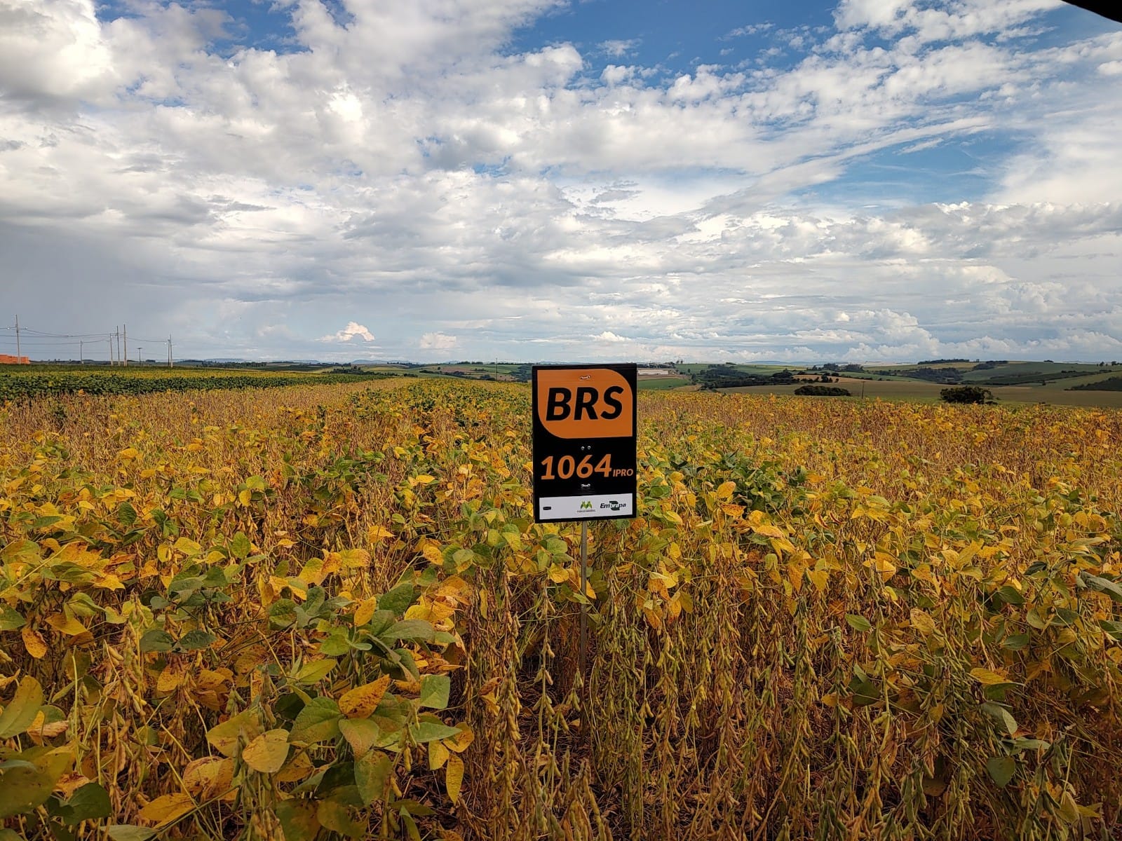 Novas cultivares de soja - alta produtividade! 4 1064 IPRO3