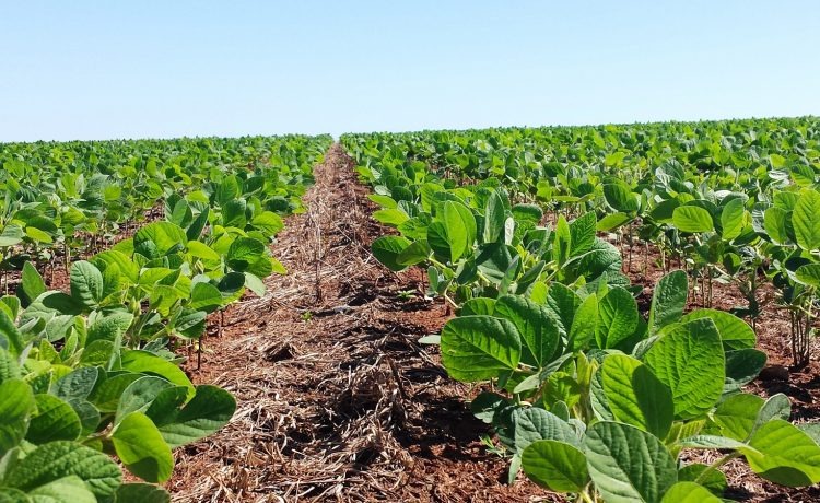 Clima do RS favorece soja. 4 5306