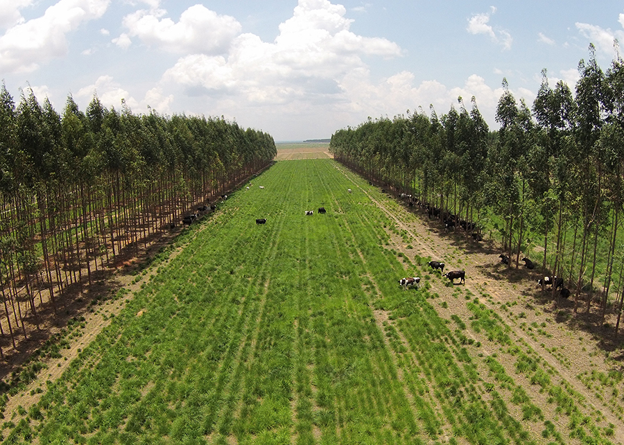 Campo com árvores e gado