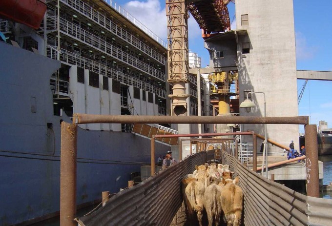 Bovinos entrando no navio para exportação