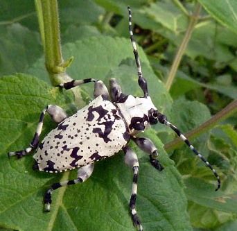 Hedypathes betulinus5