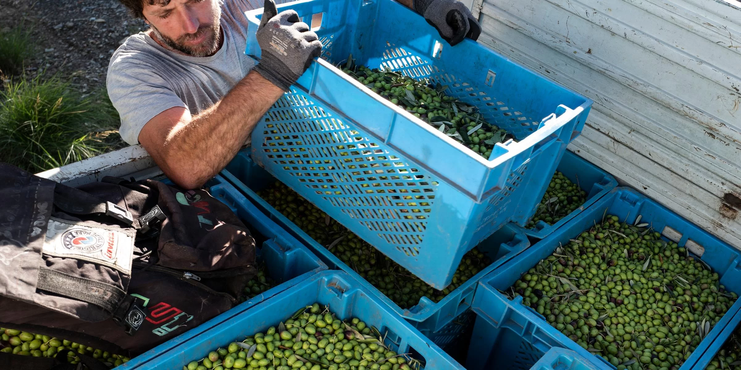 ITALY AGRICULTURE OLIVE OIL