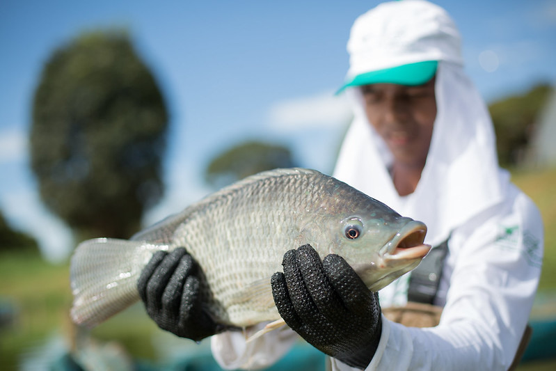 Homem segurando peixe de tilápia.