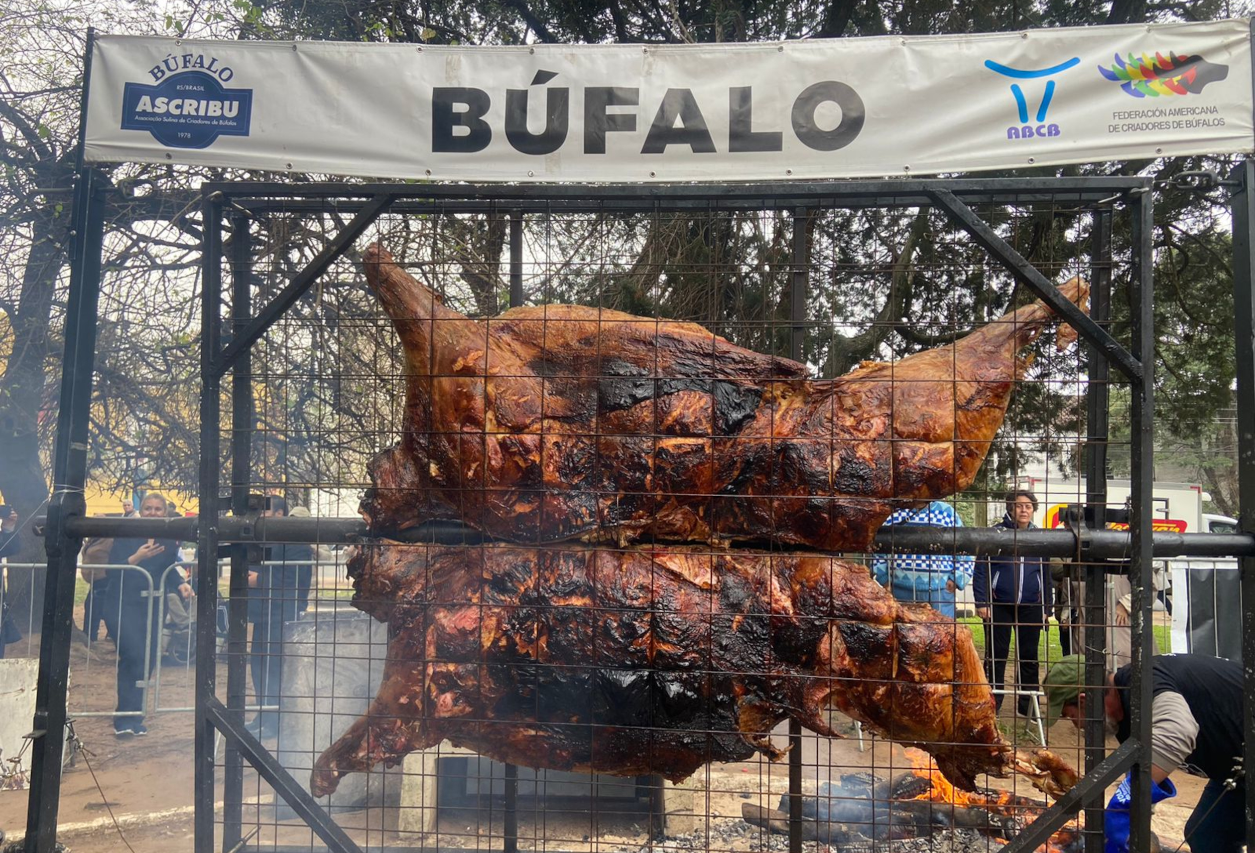 Meia tonelada de carne de búfalo assada em destaque! 2 assado bufado