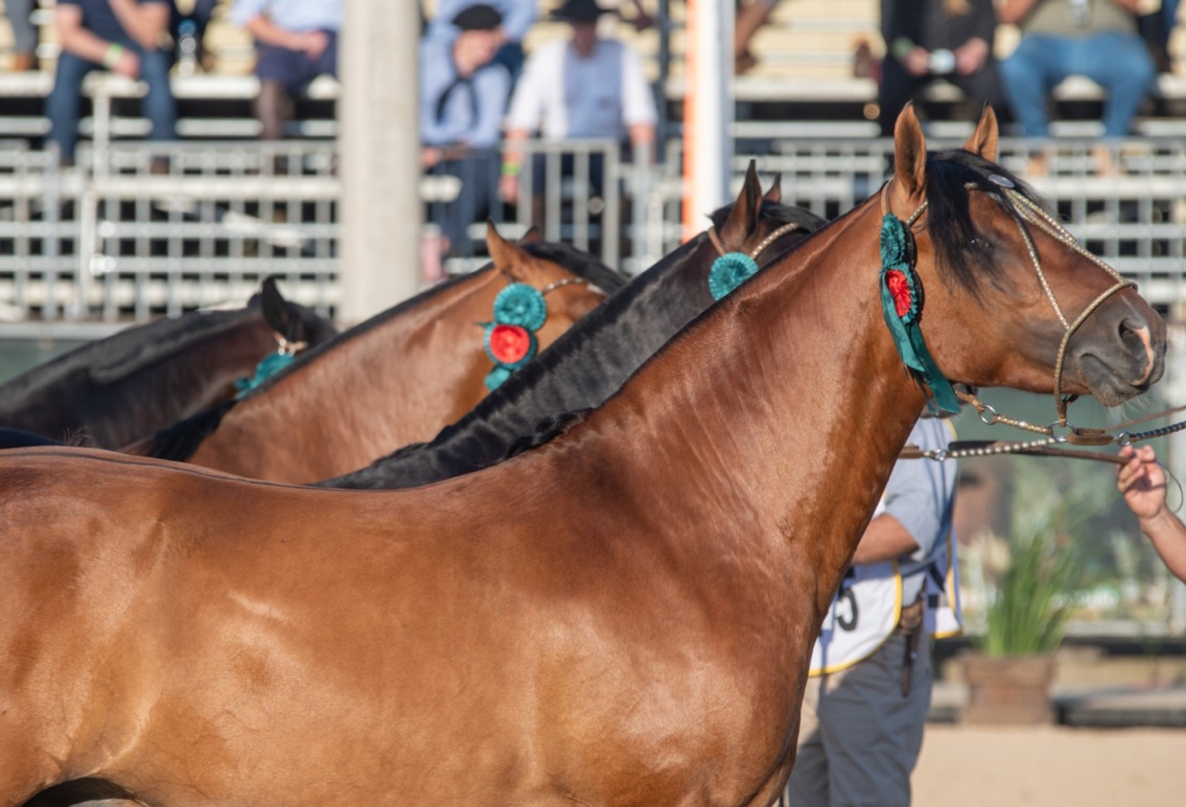 cavalo