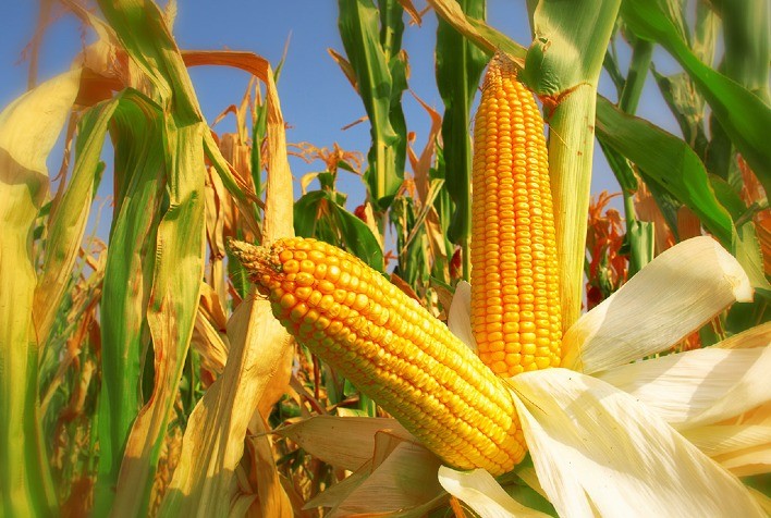 Mercado de milho na CBOT tem queda. 3 milho