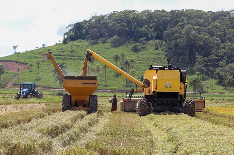 Safra de arroz