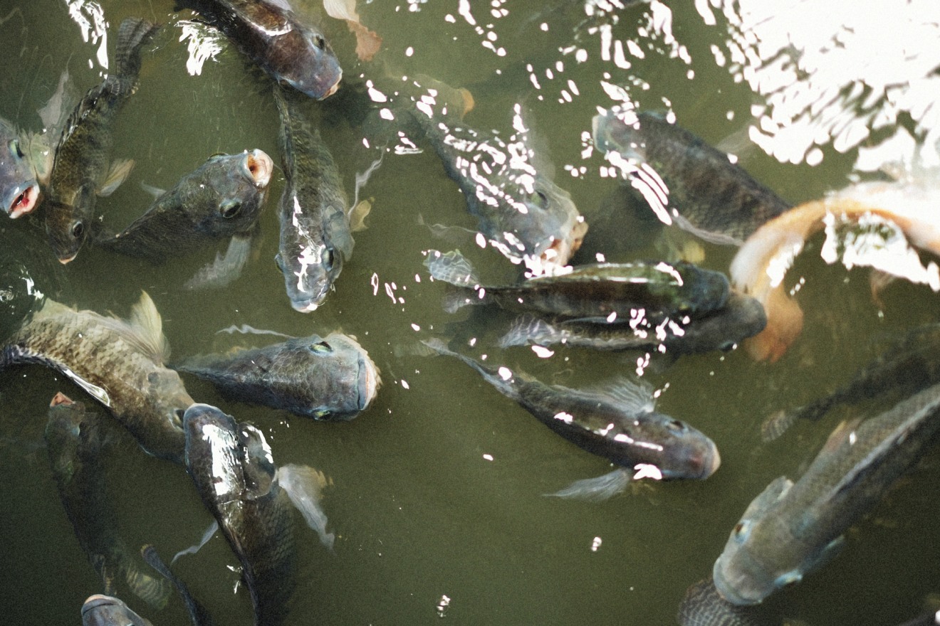 Peixes tilápias na água