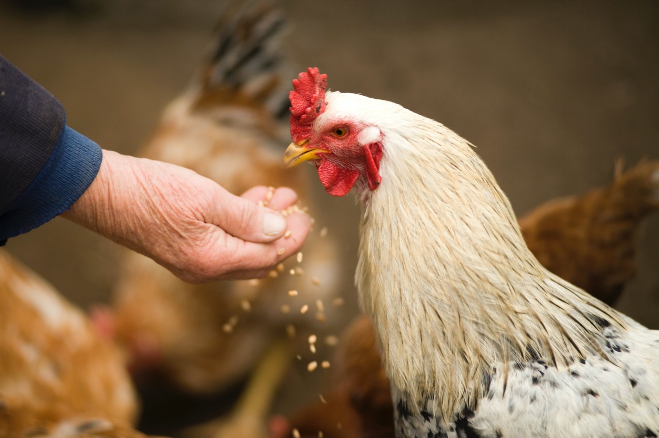 Frango se alimentando com ração na mão de uma pessoa