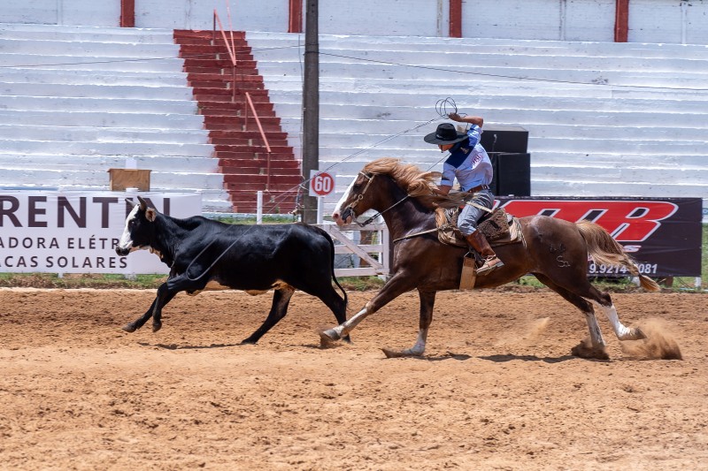 Homem em cima de cavalo tentando laçar um boi