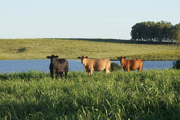 vacas no campo