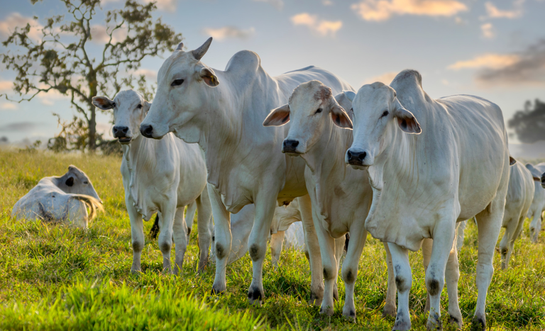 A foto mostra alguns bovinos da raça nelore, com pelagem branca e o cupim característico da raça.