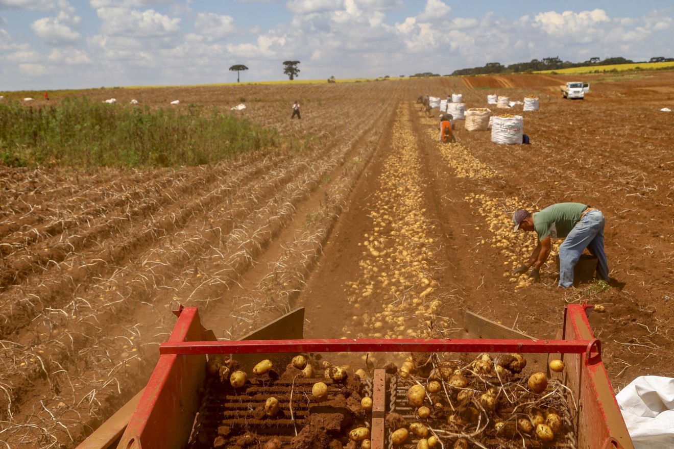 Produção e processo da batata