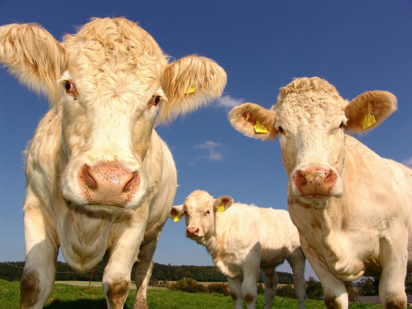 vacas