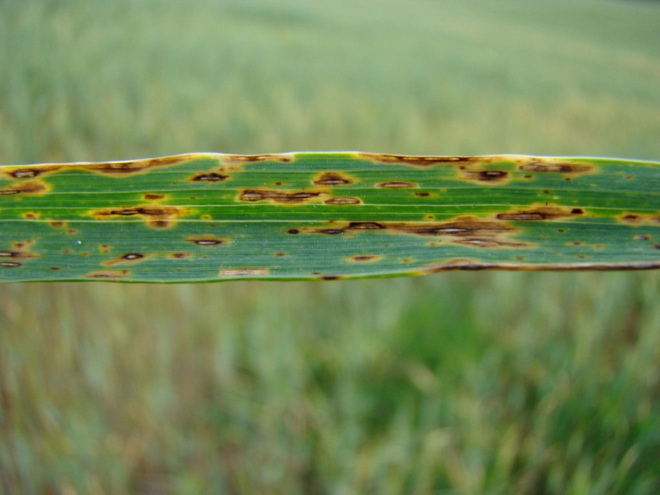 Foto de folha verde com sintomas de mancha marrom em planta adulta de trigo.
