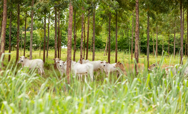 A foto mostra alguns bovinos da raça nelore no pasto entre árvores